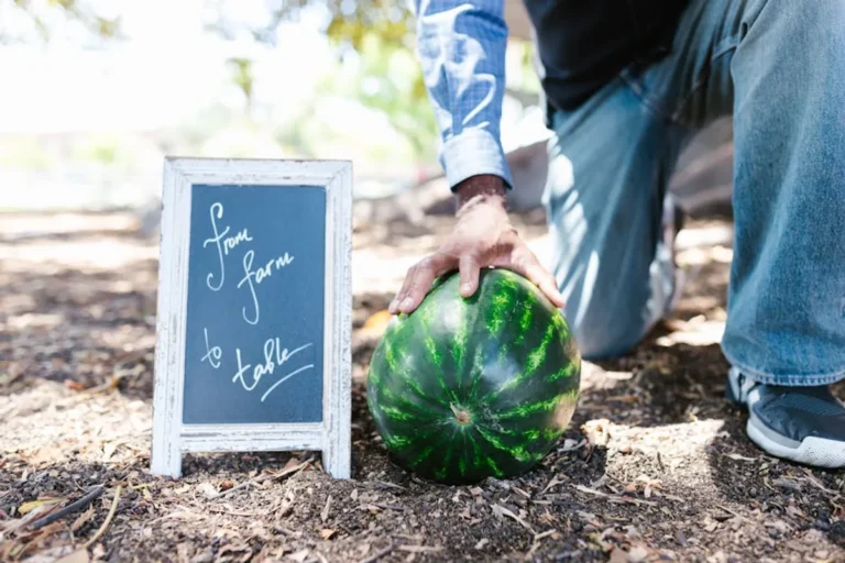 Farm-to-Table Food Guide for Beginners