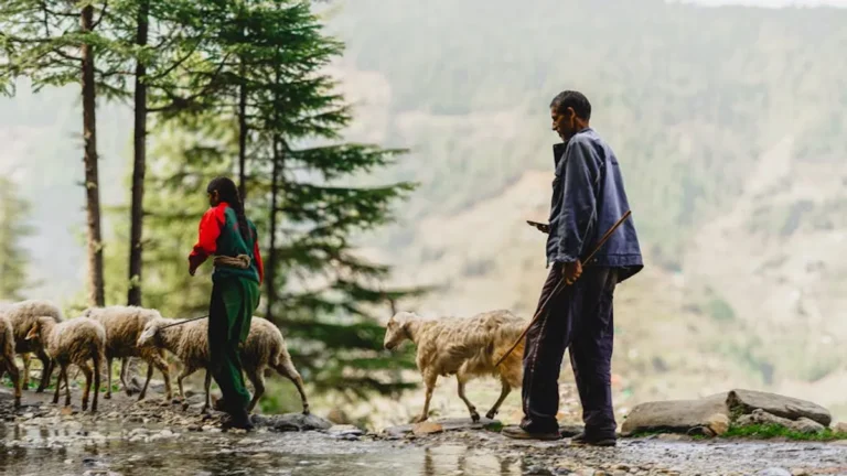Jibhi Travel Guide: Places to Visit, Stay, and Explore